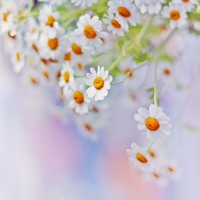 Lê Thị Ngọc Diệp